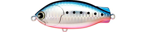 マコイワシ