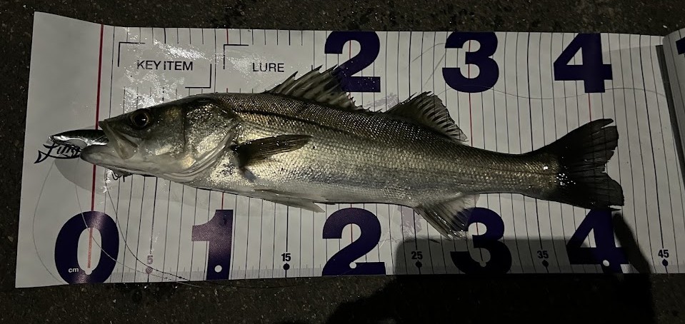 ナレージ65　釣果 画像