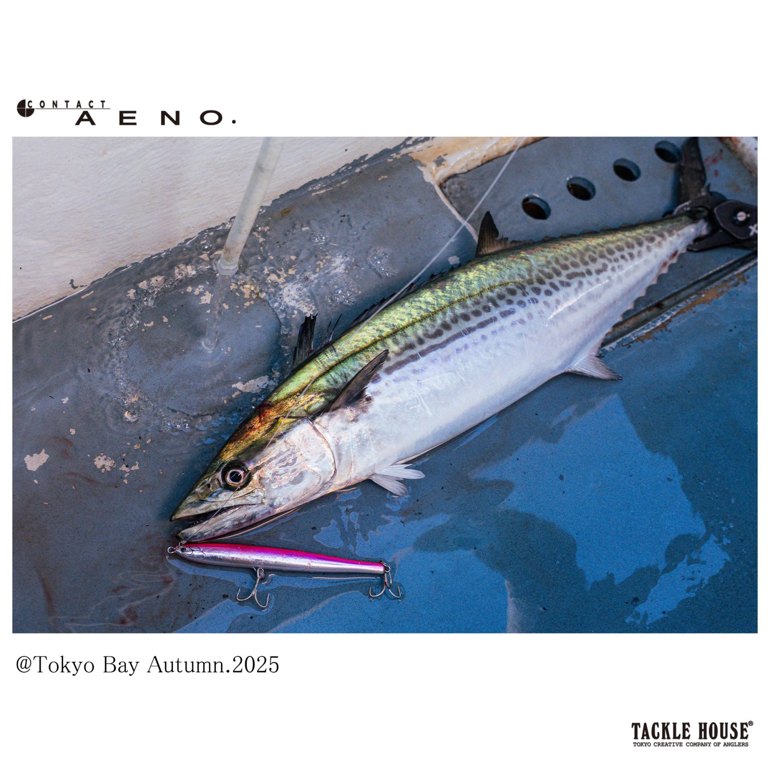 イーノサワラ 釣果　画像