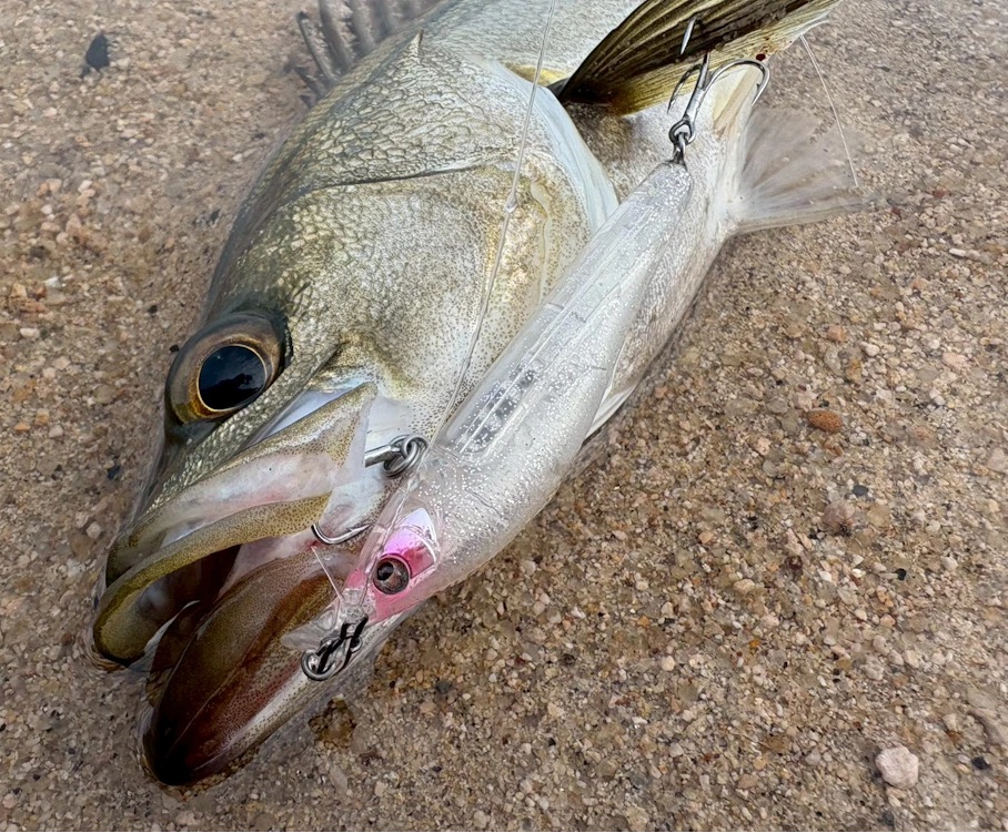 エルドール85SSL釣果 画像