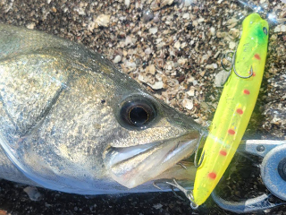 アイザー125リラード釣果 画像