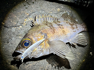 ブローウィン50S 釣果