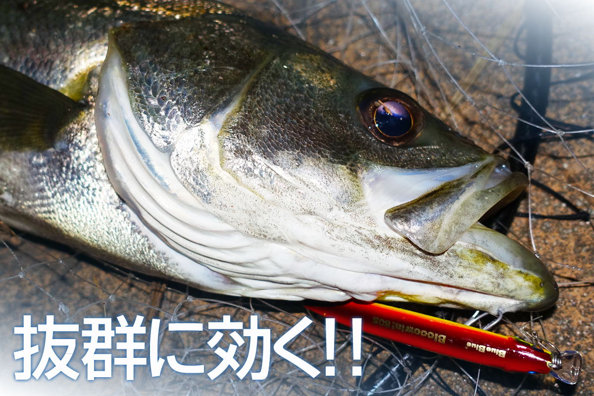 ブローウィン80S 釣果画像