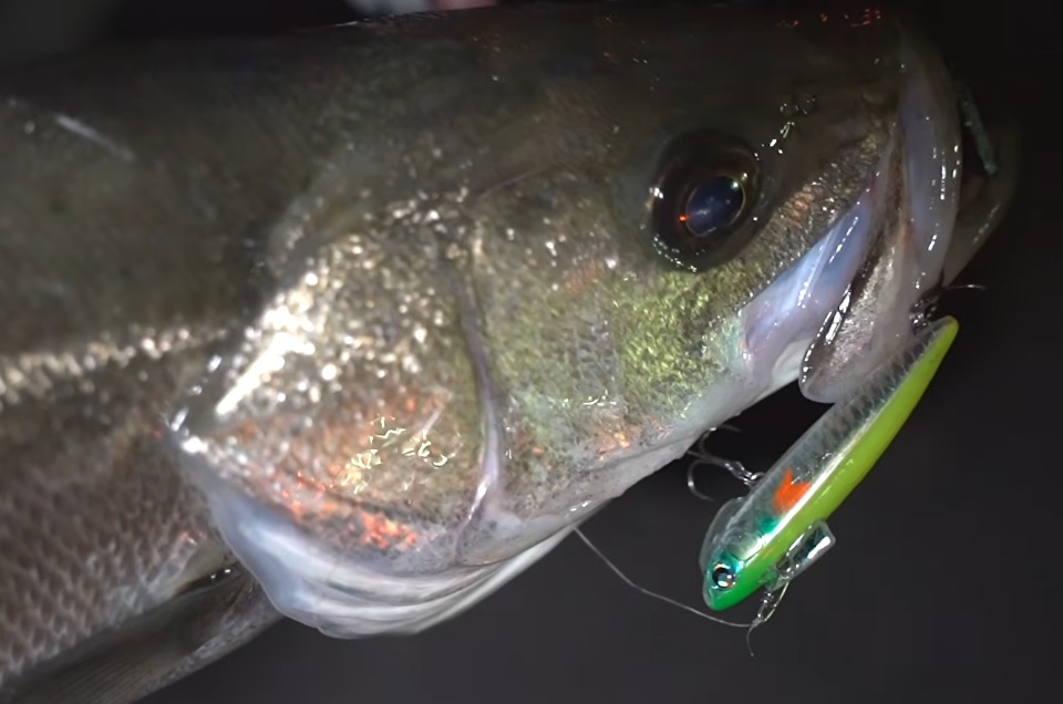 cocon68s 釣果 画像