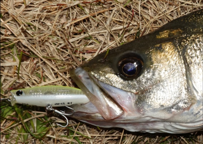 GALVA64S 釣果画像