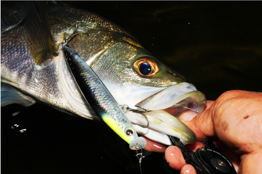 kosuke110F 釣果画像