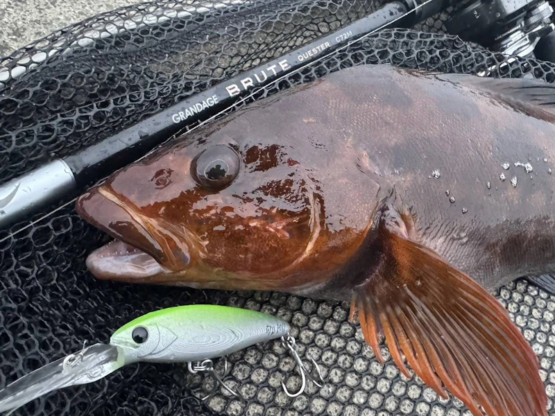 MAYOL70SLアイナメ釣果 画像