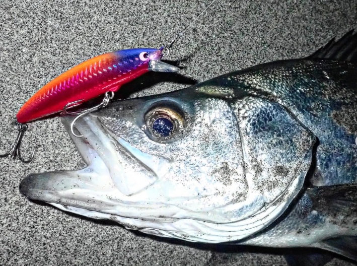 pzvn105f 釣果　画像