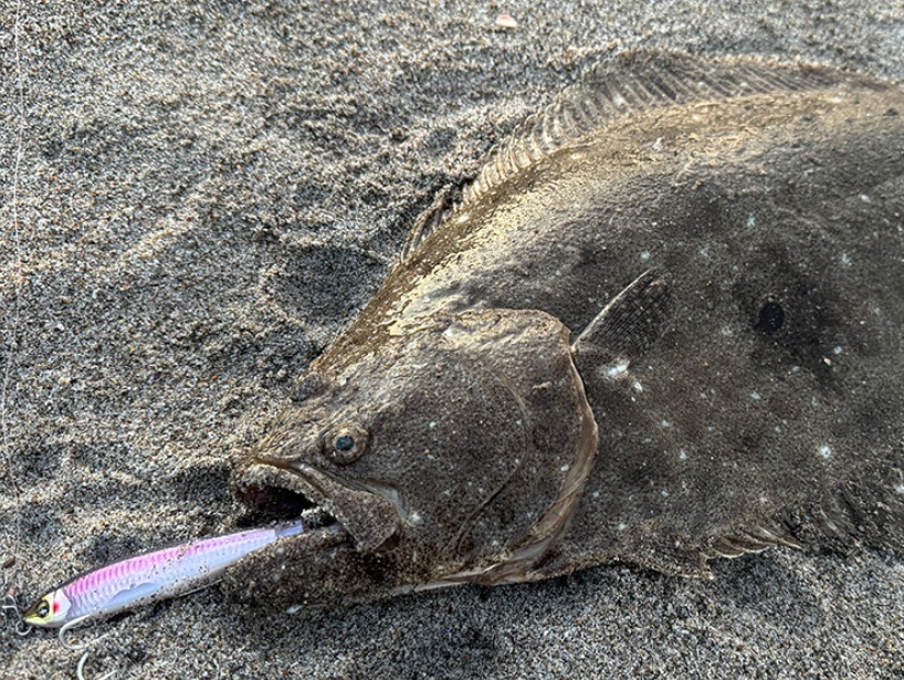 SONICBOOM® SBショット115S 釣果画像