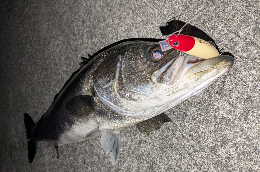 sobat100 釣果　画像